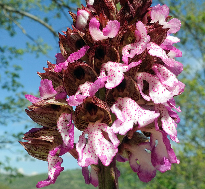  Orchis purpurea Hudson
Orchis purpurea Hudson
Parole chiave: Orchis purpurea Hudson