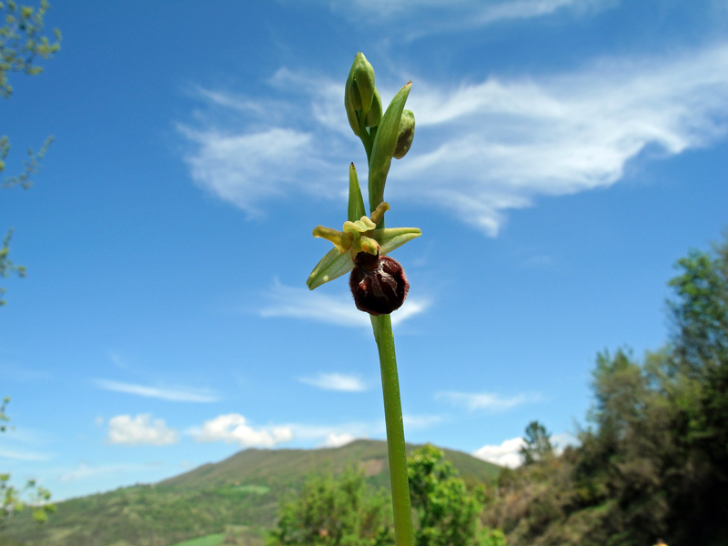  Ophrys sphegodes subsp. sphegodes Mill.

Ophrys sphegodes subsp. sphegodes Mill.
Parole chiave: Ophrys sphegodes subsp. sphegodes Mill.