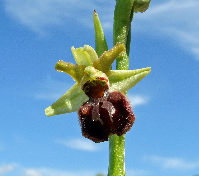  Ophrys sphegodes subsp. sphegodes Mill.

Ophrys sphegodes subsp. sphegodes Mill.
Parole chiave: Ophrys sphegodes subsp. sphegodes Mill.