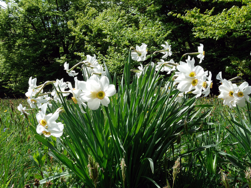  Narcissus poeticus L.

Narcissus poeticus L.
Parole chiave: Narcissus poeticus L.