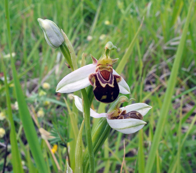 Ophrys apifera  Hud.
Ophrys apifera  Hud.
Parole chiave: Ophrys apifera Hud.