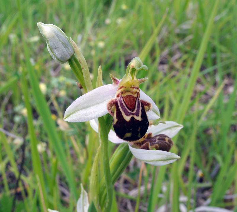 Ophrys apifera  Hud.
Ophrys apifera  Hud.
Parole chiave: Ophrys apifera Hud.