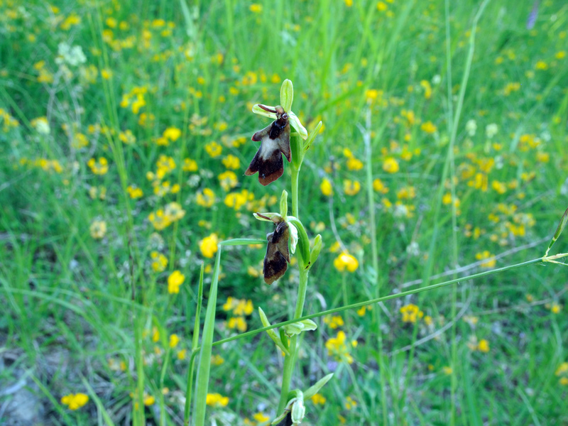 Ophrys insectifera  L.
Ophrys insectifera  L.
Parole chiave: Ophrys insectifera L.