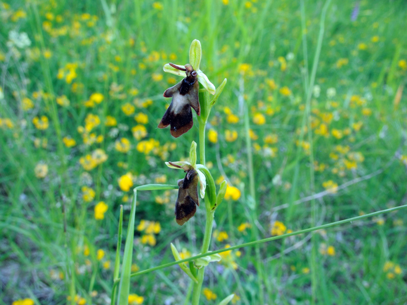 Ophrys insectifera  L.
Ophrys insectifera  L.
Parole chiave: Ophrys insectifera L.