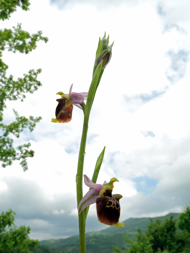 Ophrys holosericea subsp. dinarica (Kranicev & P. Delforge) Kreutz
Ophrys holosericea subsp. dinarica (Kranicev & P. Delforge) Kreutz
Parole chiave: Ophrys holosericea subsp. dinarica (Kranicev & P. Delforge) Kreutz