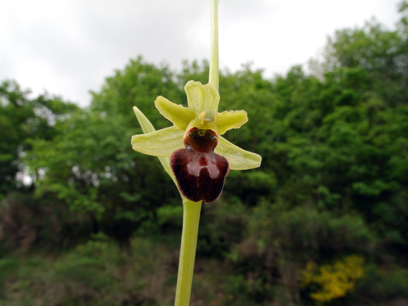 Ophrys sphegodes subsp. sphegodes Mill.
Ophrys sphegodes subsp. sphegodes Mill.
Parole chiave: Ophrys sphegodes subsp. sphegodes Mill.