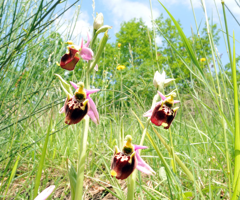 Ophrys holosericea subsp. dinarica (Kranicev & P. Delforge) Kreutz
Ophrys holosericea subsp. dinarica (Kranicev & P. Delforge) Kreutz
Parole chiave: Ophrys holosericea subsp. dinarica (Kranicev & P. Delforge) Kreutz