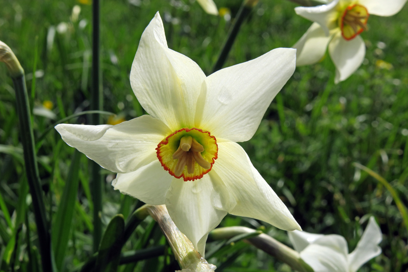 Narcissus poeticus L.
Narcissus poeticus L.
Parole chiave: Narcissus poeticus L.