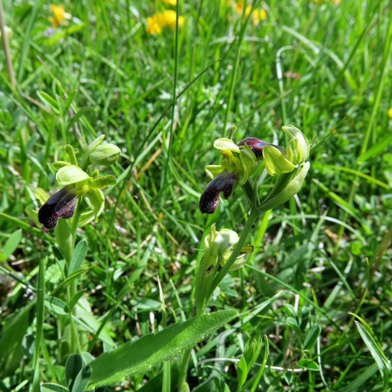 Ophrys fusca subsp. funerea (Viv.) Arcang.
Ophrys fusca subsp. funerea (Viv.) Arcang.
Parole chiave: Ophrys fusca subsp. funerea (Viv.) Arcang.