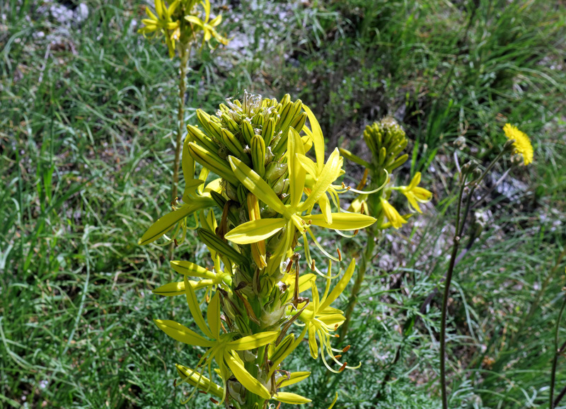 Asphodeline lutea (L.) Rchb.
Asphodeline lutea (L.) Rchb.
Parole chiave: Asphodeline lutea (L.) Rchb.