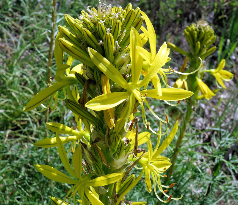 Asphodeline lutea (L.) Rchb.
Asphodeline lutea (L.) Rchb.
Parole chiave: Asphodeline lutea (L.) Rchb.
