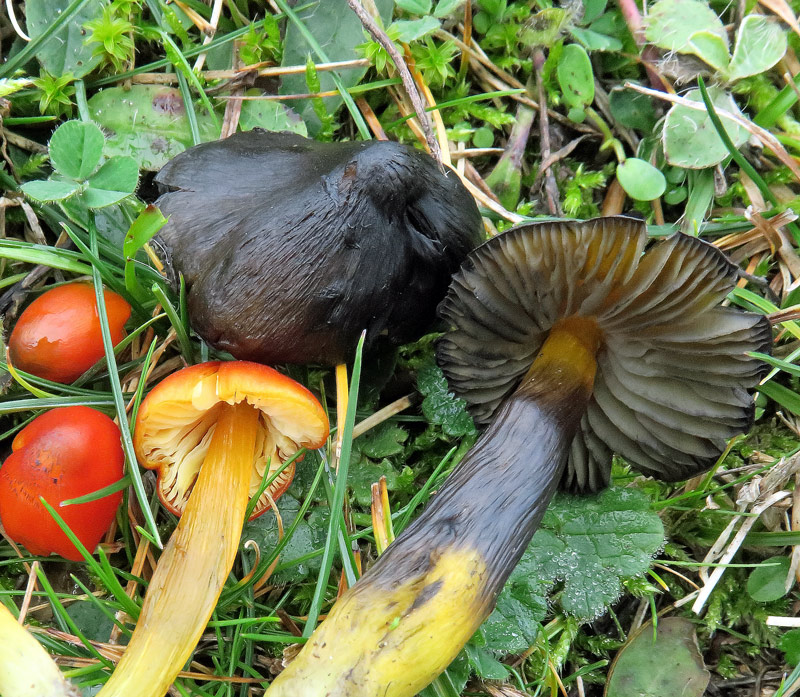 Hygrocybe conica (Schaeff. : Fr.) P. Kumm.
Hygrocybe conica (Schaeff. : Fr.) P. Kumm. - Annerimento progressivo su tutte le superfici.
Parole chiave: Hygrocybe conica (Schaeff. : Fr.) P. Kumm.