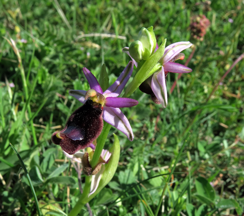 Ophrys bertolonii subsp. bertolonii Moretti
Ophrys bertolonii subsp. bertolonii Moretti
Parole chiave: Ophrys bertolonii subsp. bertolonii Moretti