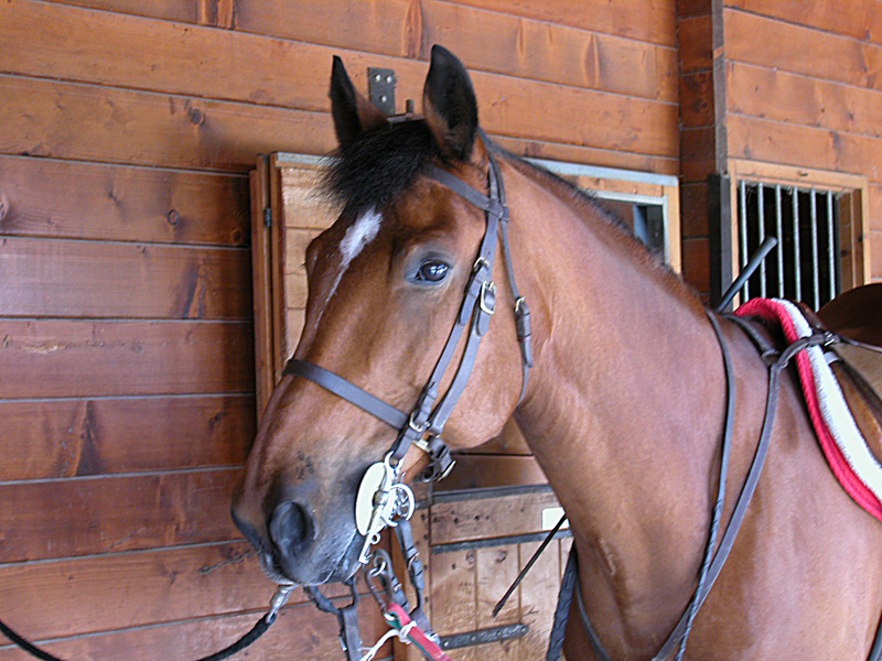 Equus caballus
Equus caballus Cavallo
Parole chiave: Equus caballus Cavallo