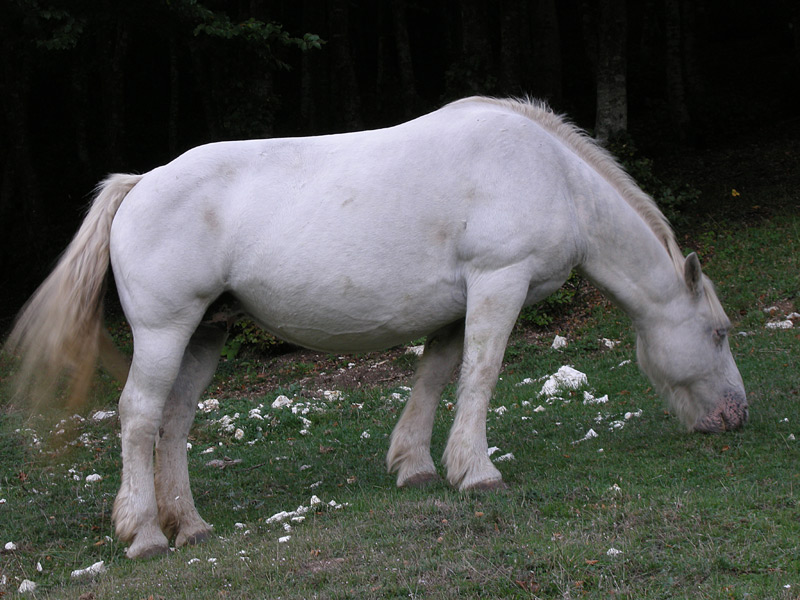 Equus caballus
Equus caballus Cavallo
Parole chiave: Equus caballus Cavallo