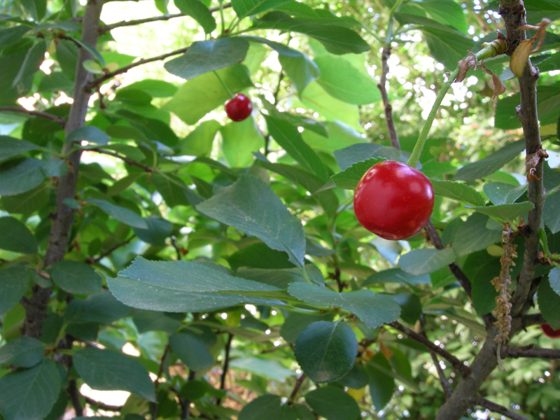 Prunus avium
Prunus avium Ciliegio frutti
Parole chiave: Prunus avium Ciliegio frutti