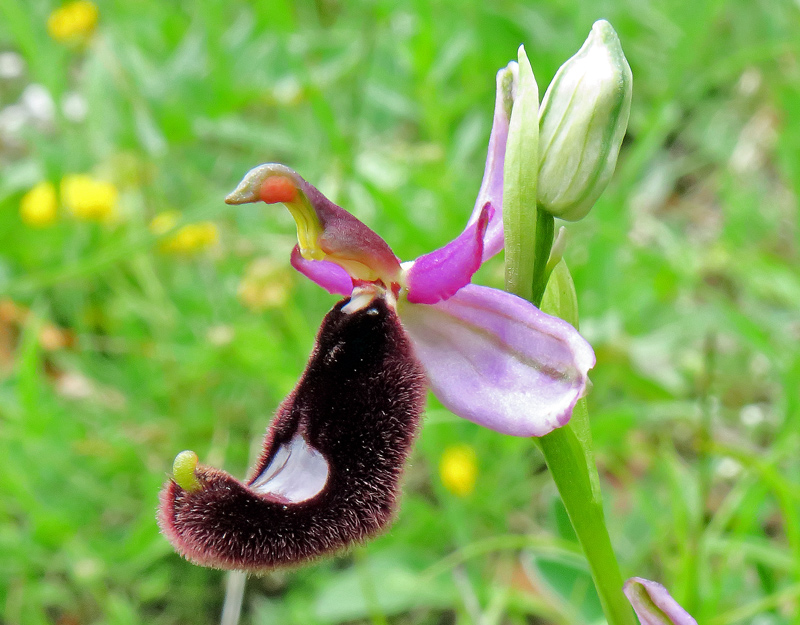 Ophrys romolinii Soca
Ophrys romolinii Soca
Parole chiave: Ophrys romolinii Soca