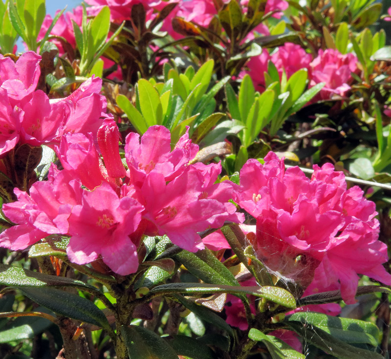 Rhododendron ferrugineum L.
Rhododendron ferrugineum L.
Parole chiave: Rhododendron ferrugineum L.