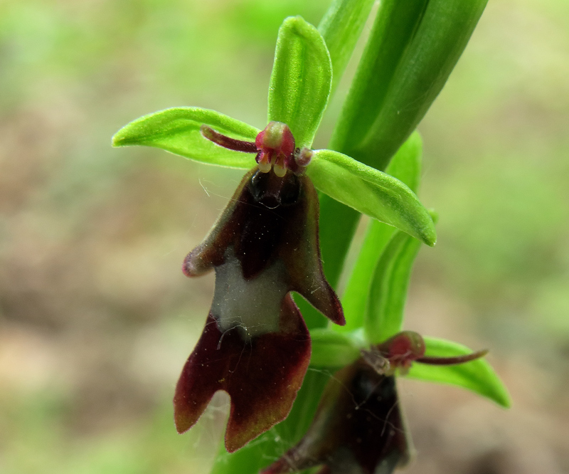 Ophrys insectifera L.
Ophrys insectifera L.
Parole chiave: Ophrys insectifera L.