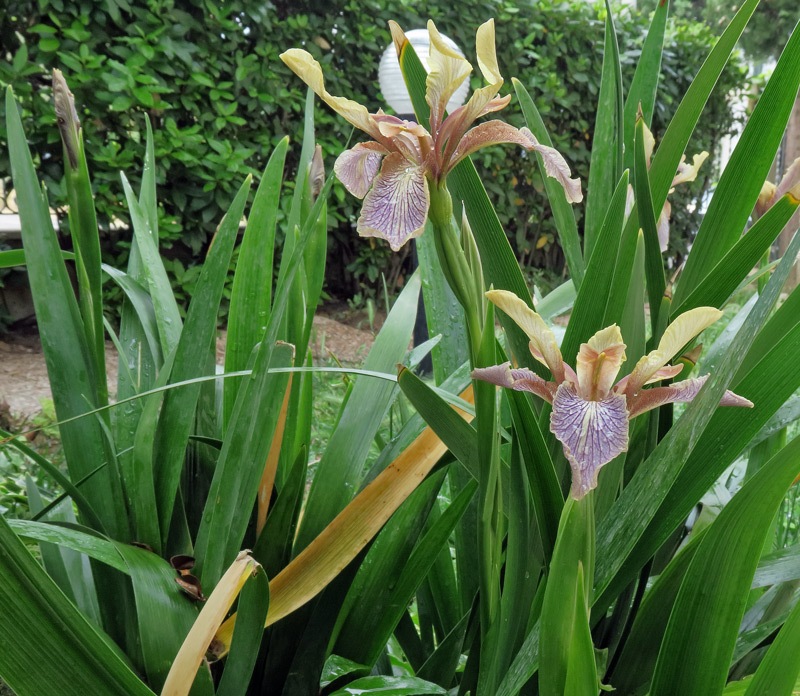 Iris foetidissima L.
Iris foetidissima L.
Parole chiave: Iris foetidissima L.