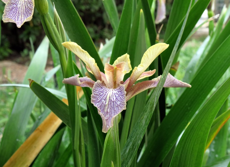 Iris foetidissima L.
Iris foetidissima L.
Parole chiave: Iris foetidissima L.