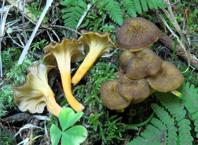 Cantharellus lutescens (Pers. : Fr.) Fr.
Cantharellus lutescens (Pers. : Fr.) Fr.
Parole chiave: Cantharellus lutescens (Pers. : Fr.) Fr.