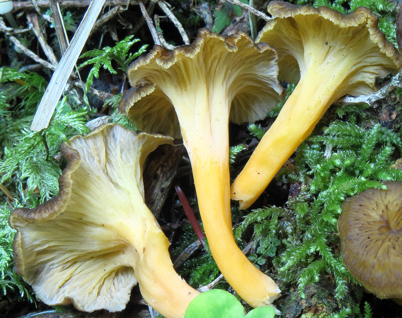 Cantharellus lutescens (Pers. : Fr.) Fr.
Cantharellus lutescens (Pers. : Fr.) Fr. - Imenoforo liscio con pieghe sinuose, gambo svasato in alto.
Parole chiave: Cantharellus lutescens (Pers. : Fr.) Fr.
