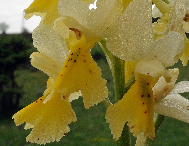 Orchis pauciflora Ten.
Orchis pauciflora Ten.
Parole chiave: Orchis pauciflora Ten.