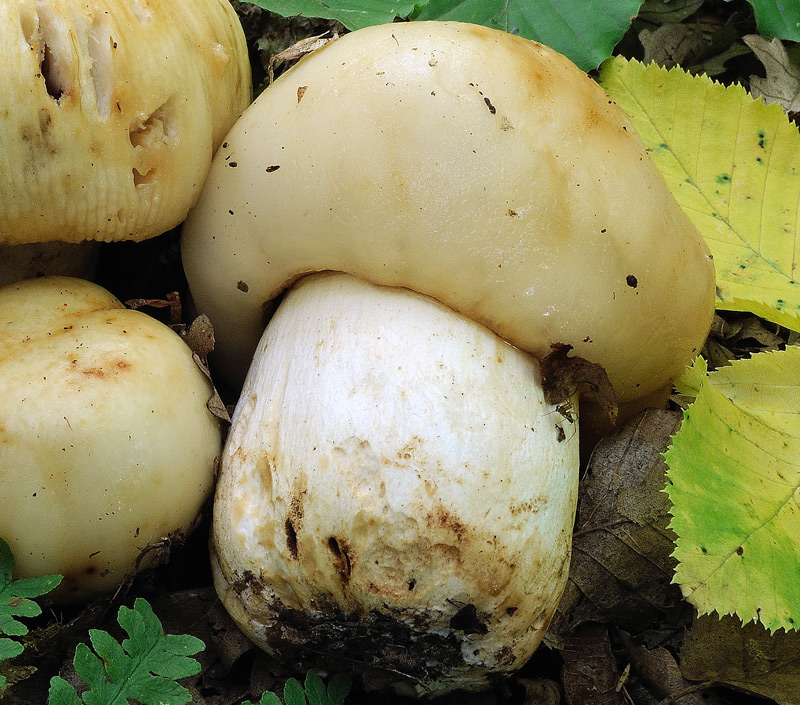 Russula foetens Pers.
Russula foetens Pers.
Parole chiave: Russula foetens Pers.