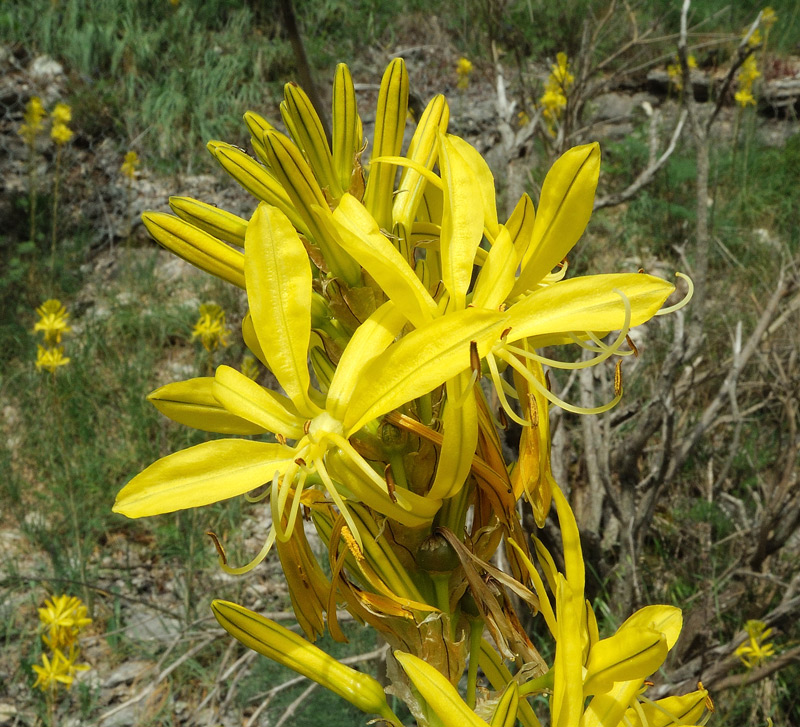 Asphodeline lutea (L.) Rchb
Asphodeline lutea (L.) Rchb
Parole chiave: Asphodeline lutea (L.) Rchb