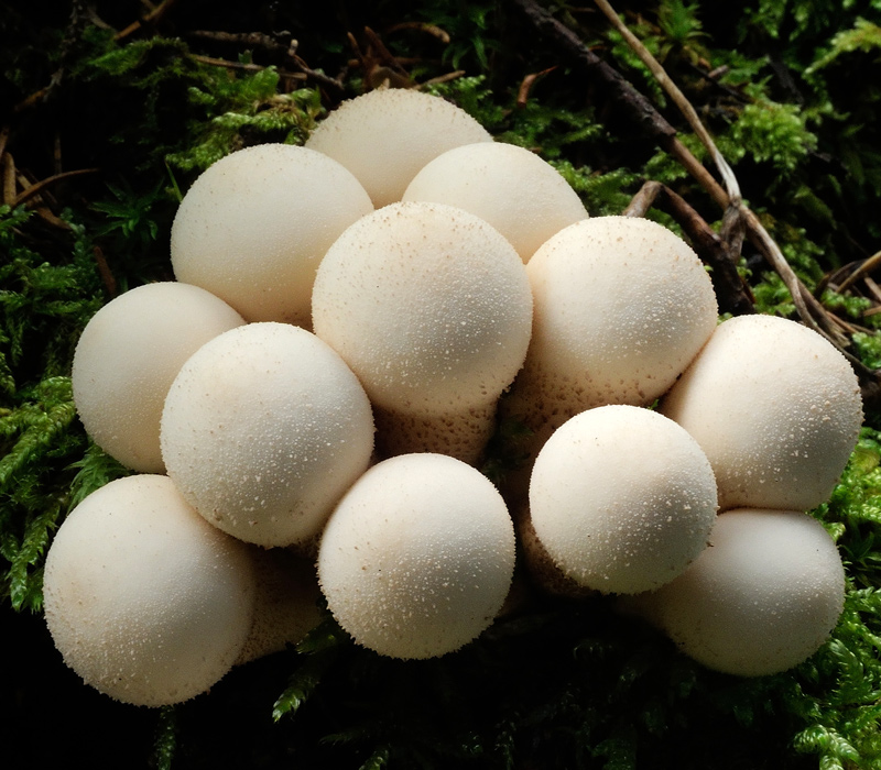 Lycoperdon pyriforme Pers.: Persoon
Lycoperdon pyriforme Pers.: Persoon
Parole chiave: Lycoperdon pyriforme Pers.: Persoon