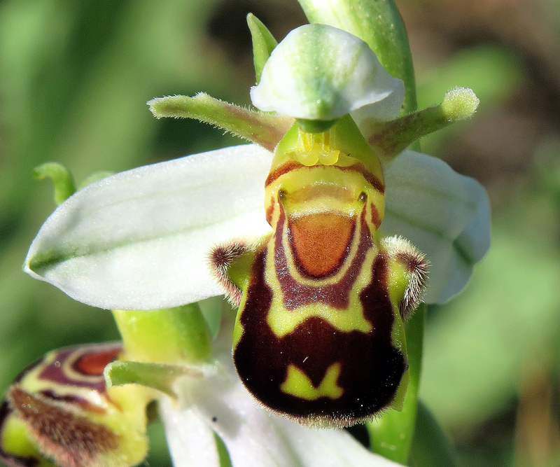  Ophrys apifera var. aurita (Moggr.) Gremli

Ophrys apifera var. aurita (Moggr.) Gremli
Parole chiave: Ophrys apifera var. aurita (Moggr.) Gremli
