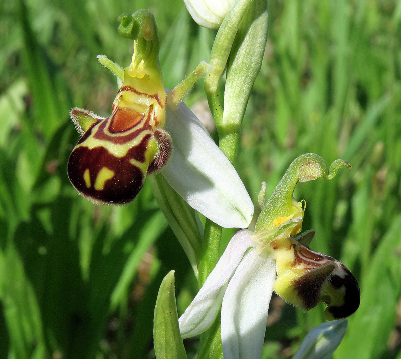  Ophrys apifera var. aurita (Moggr.) Gremli

Ophrys apifera var. aurita (Moggr.) Gremli
Parole chiave: Ophrys apifera var. aurita (Moggr.) Gremli
