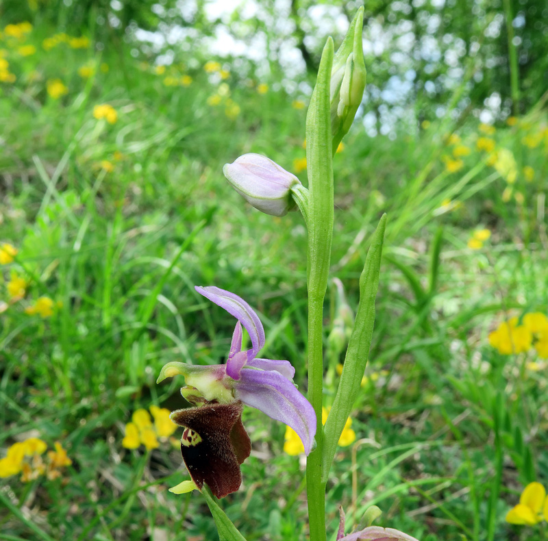 Ophrys holosericea subsp. dinarica (Kranicev & P. Delforge) Kreutz
Ophrys holosericea subsp. dinarica (Kranicev & P. Delforge) Kreutz
Parole chiave: Ophrys holosericea subsp. dinarica