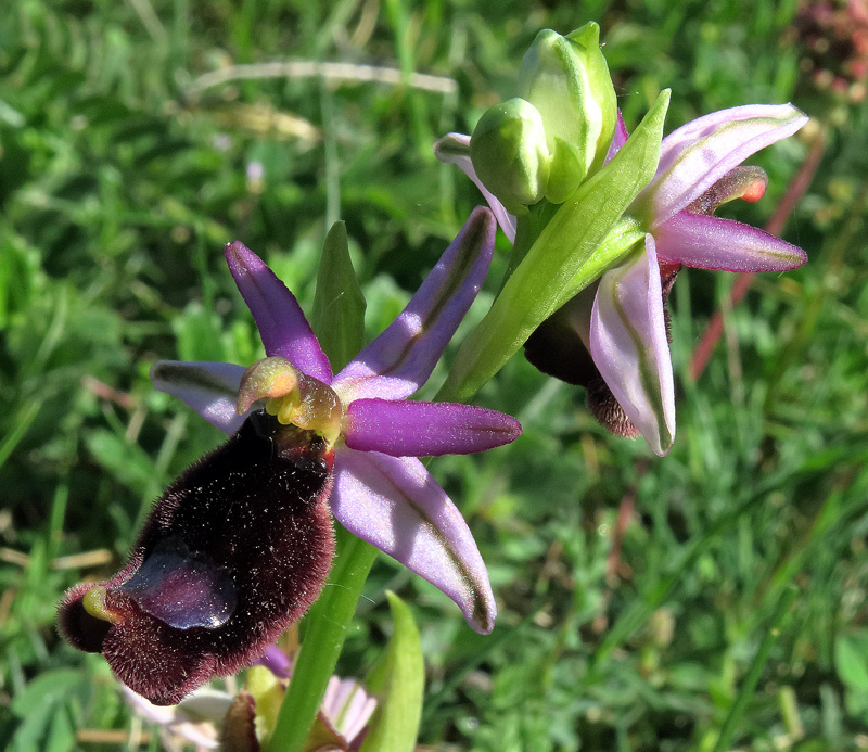 Ophrys bertolonii subsp. bertolonii Moretti
Ophrys bertolonii subsp. bertolonii Moretti
Parole chiave: Ophrys bertolonii subsp. bertolonii Moretti