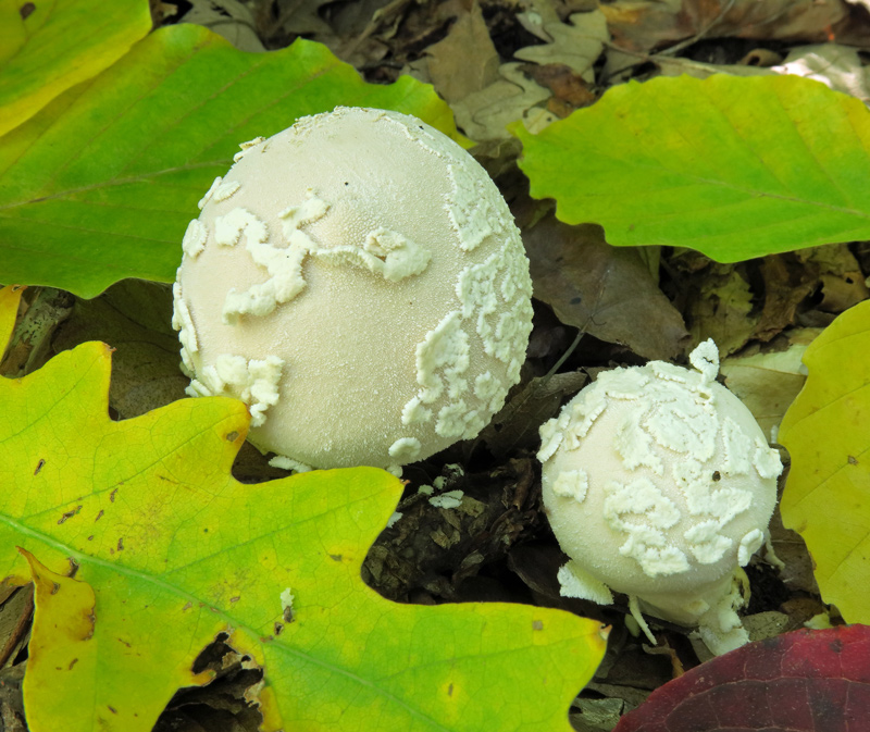 Lycoperdon mammiforme Pers. : Pers.
Lycoperdon mammiforme Pers. : Pers.
Parole chiave: Lycoperdon mammiforme Pers. : Pers.