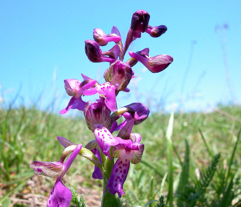 Orchis morio
Orchis morio
Parole chiave: Orchis morio