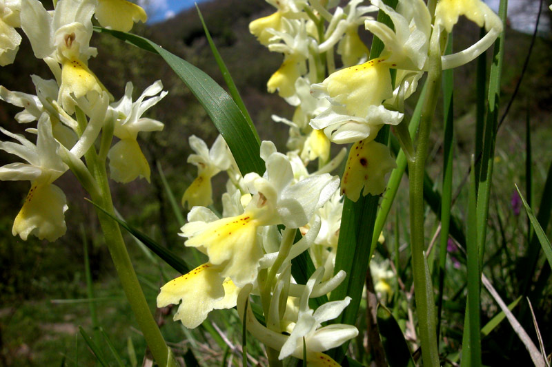 Orchis pauciflora
Orchis pauciflora
Parole chiave: Orchis pauciflora