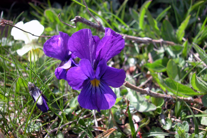Viola tricolor
Viola tricolor Viola del Pensiero
Parole chiave: Viola tricolor Viola del Pensiero