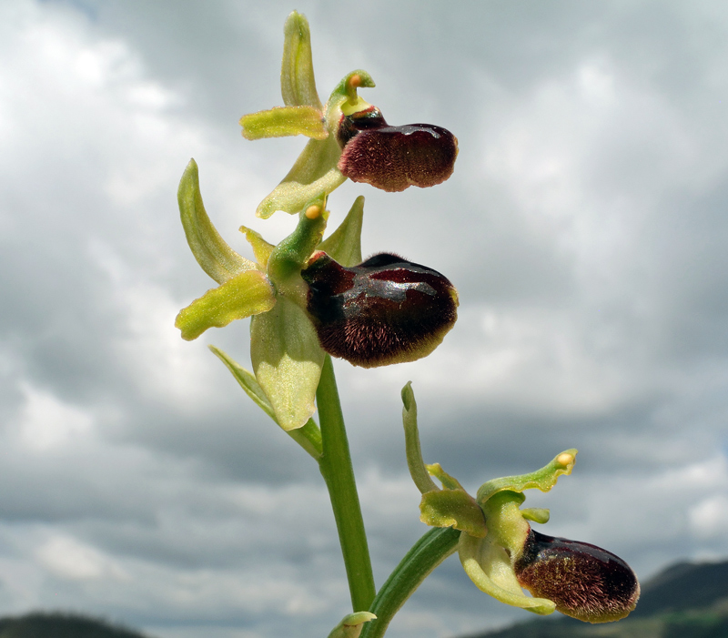 Ophrys sphegodes
Ophrys sphegodes
Parole chiave: Ophrys sphegodes