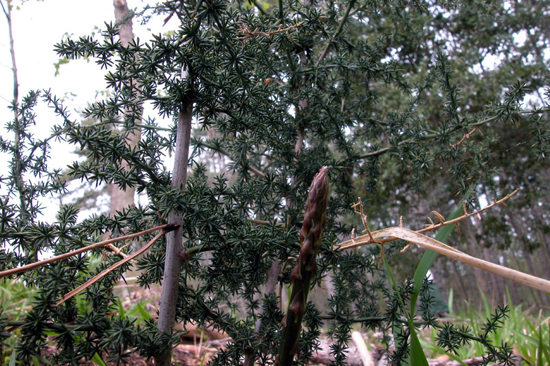 Asparagus acutifolius
Asparagus acutifolius
Parole chiave: Asparagus acutifolius