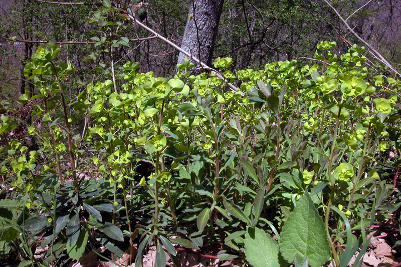 Euphorbia amygdaloides
Euphorbia amygdaloides
Parole chiave: Euphorbia amygdaloides