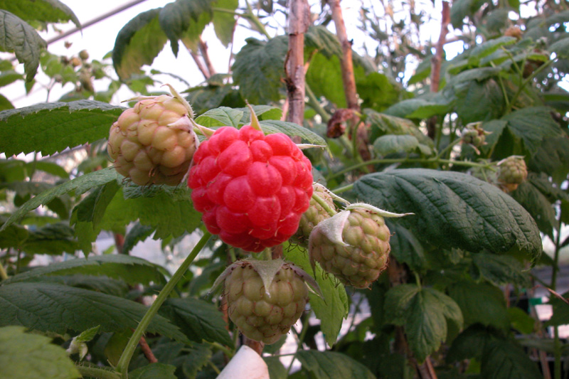 Rubus idaeus
Rubus idaeus
Parole chiave: Rubus idaeus
