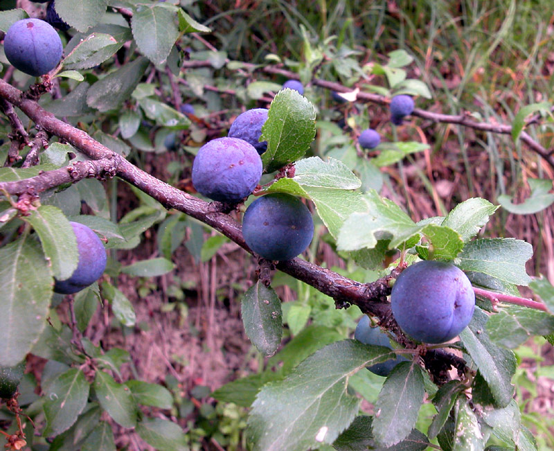 Prunus spinosa
Prunus spinosa
Parole chiave: Prunus spinosa