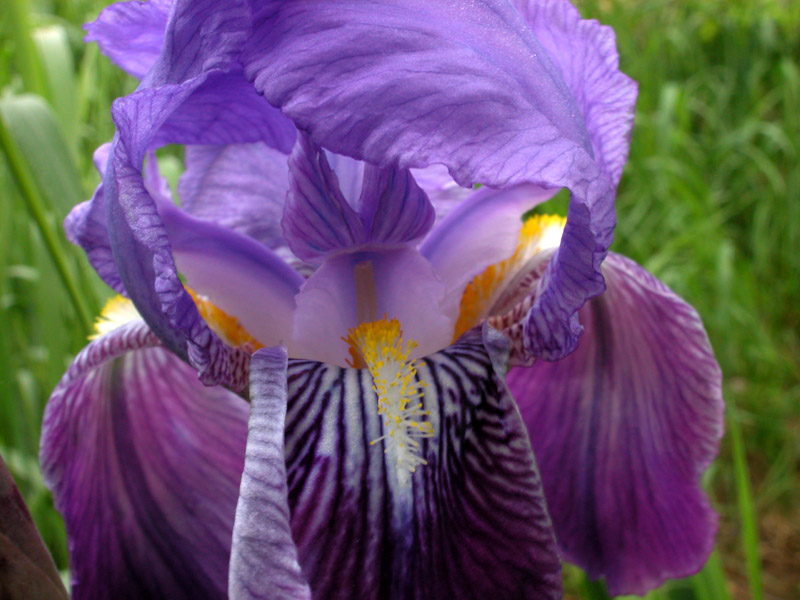 Iris germanica
Iris germanica
Parole chiave: Iris germanica