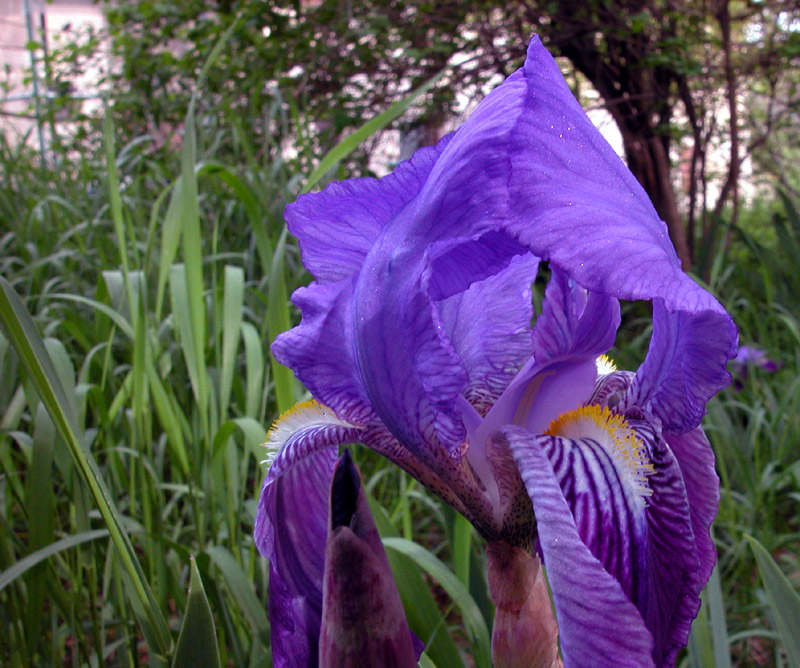 Iris germanica
Iris germanica
Parole chiave: Iris germanica