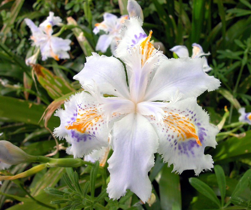 Iris japonica
Iris japonica
Parole chiave: Iris japonica