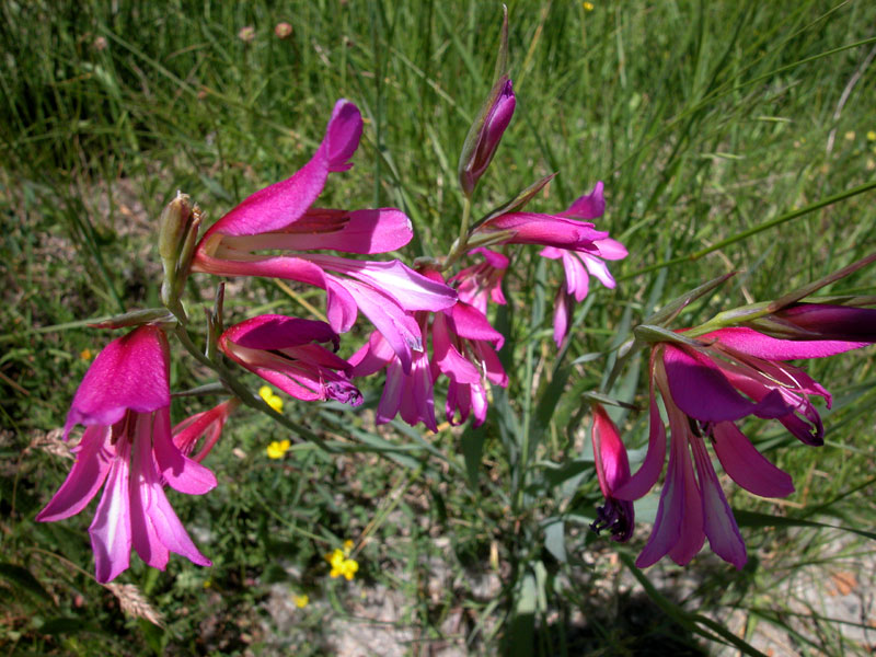 Gladiolus italicus
Gladiolus italicus
Parole chiave: Gladiolus italicus