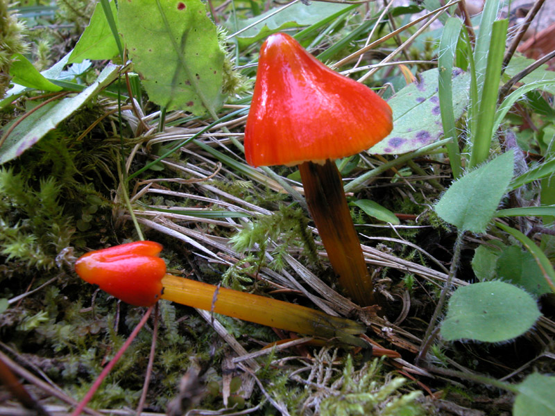 Hygrocybe conica
Hygrocybe conica var. conica
Parole chiave: Hygrocybe conica