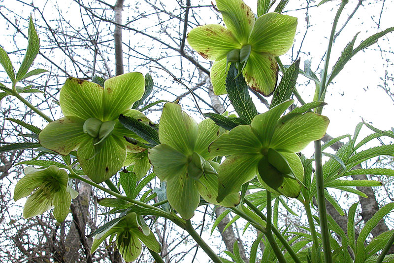 Helleborus viridis
Helleborus viridis
Parole chiave: Helleborus viridis